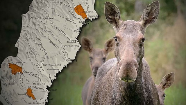 Inbjudan — Information om viltkamerainventering