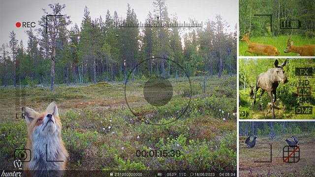 Kameror ökar kunskapen om viltstammarna