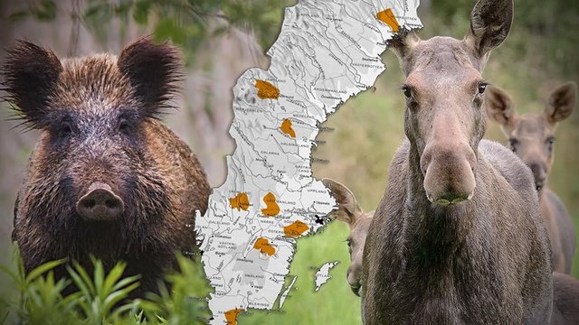Titta — så kan du hjälpa till att säkra morgondagens jakt
